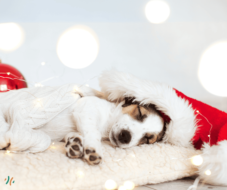 Un chien entrain de dormir sur un coussin blanc avec une couverture blanche et un chapeau de noël. Il est entouré par des guirlandes de Noël